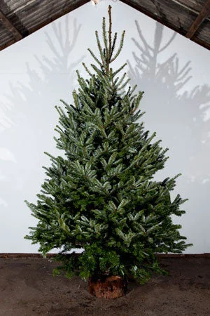 5ft Fraser Fir Real Christmas Tree