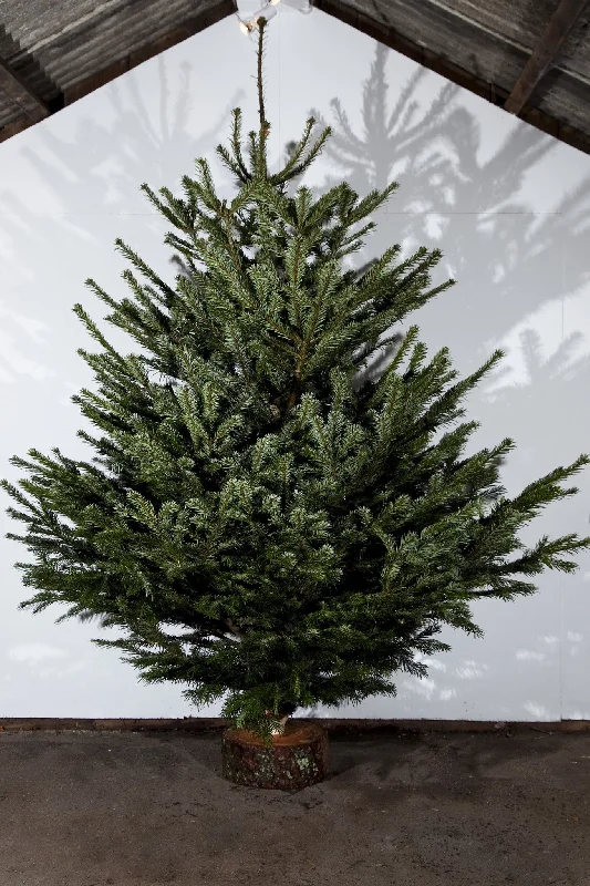 5ft Nordman Fir Real Christmas Tree